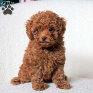 Carter, Toy Poodle Puppy