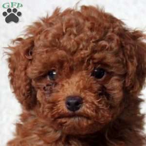 Carter, Toy Poodle Puppy