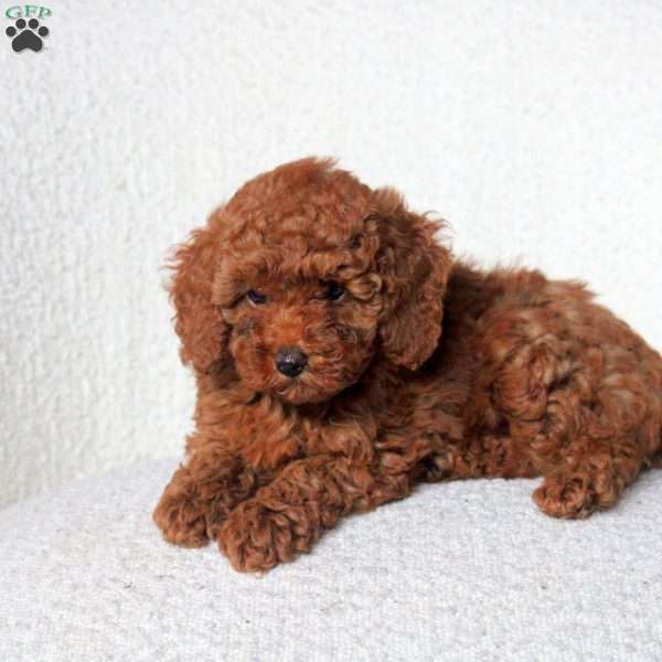 Chloe, Toy Poodle Puppy
