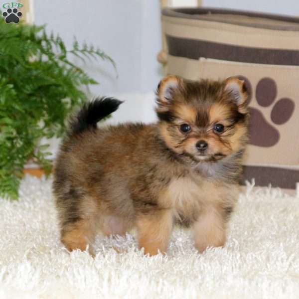 Elsie, Yorkie Pom Puppy