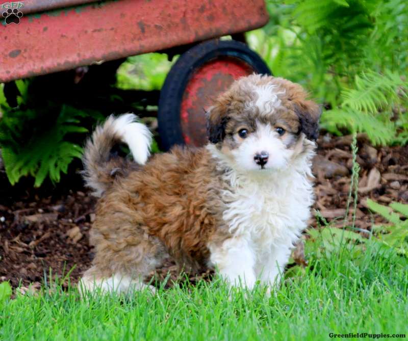 Happy - Bordoodle Puppy For Sale in Pennsylvania