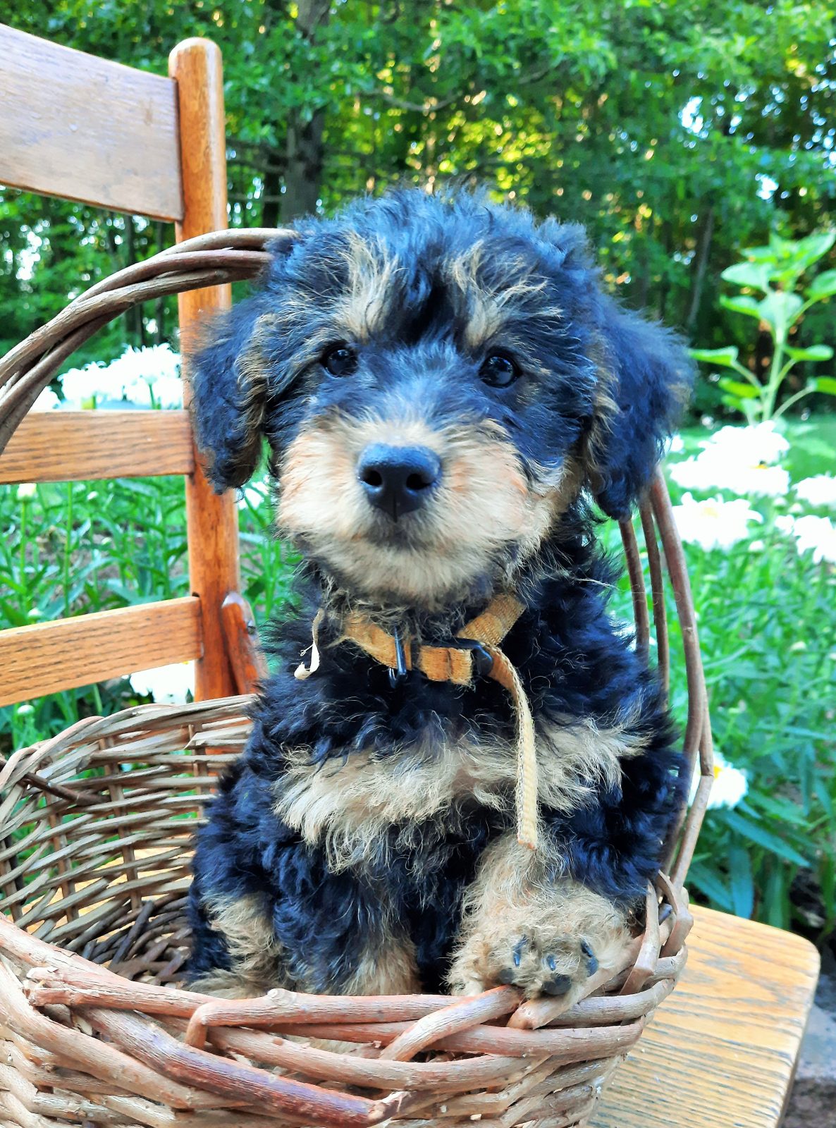 HoneyMiniature Airedoodle Puppy For Sale in Ohio