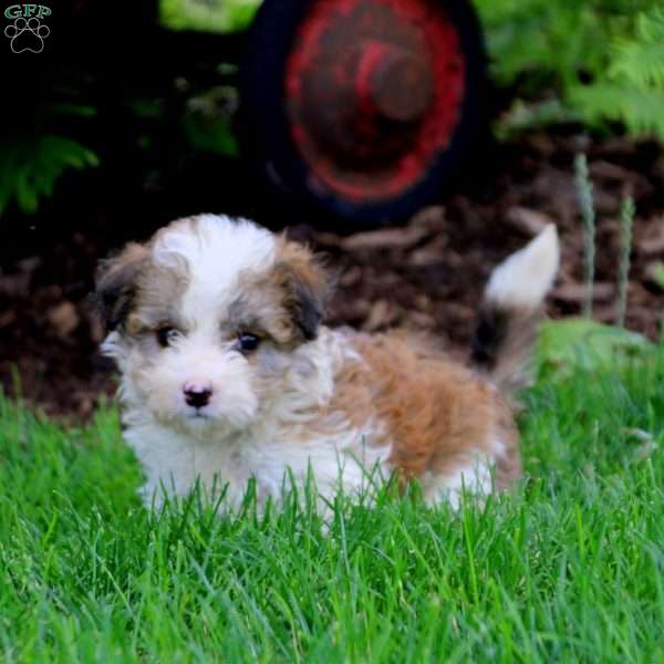 Hoops, Bordoodle Puppy