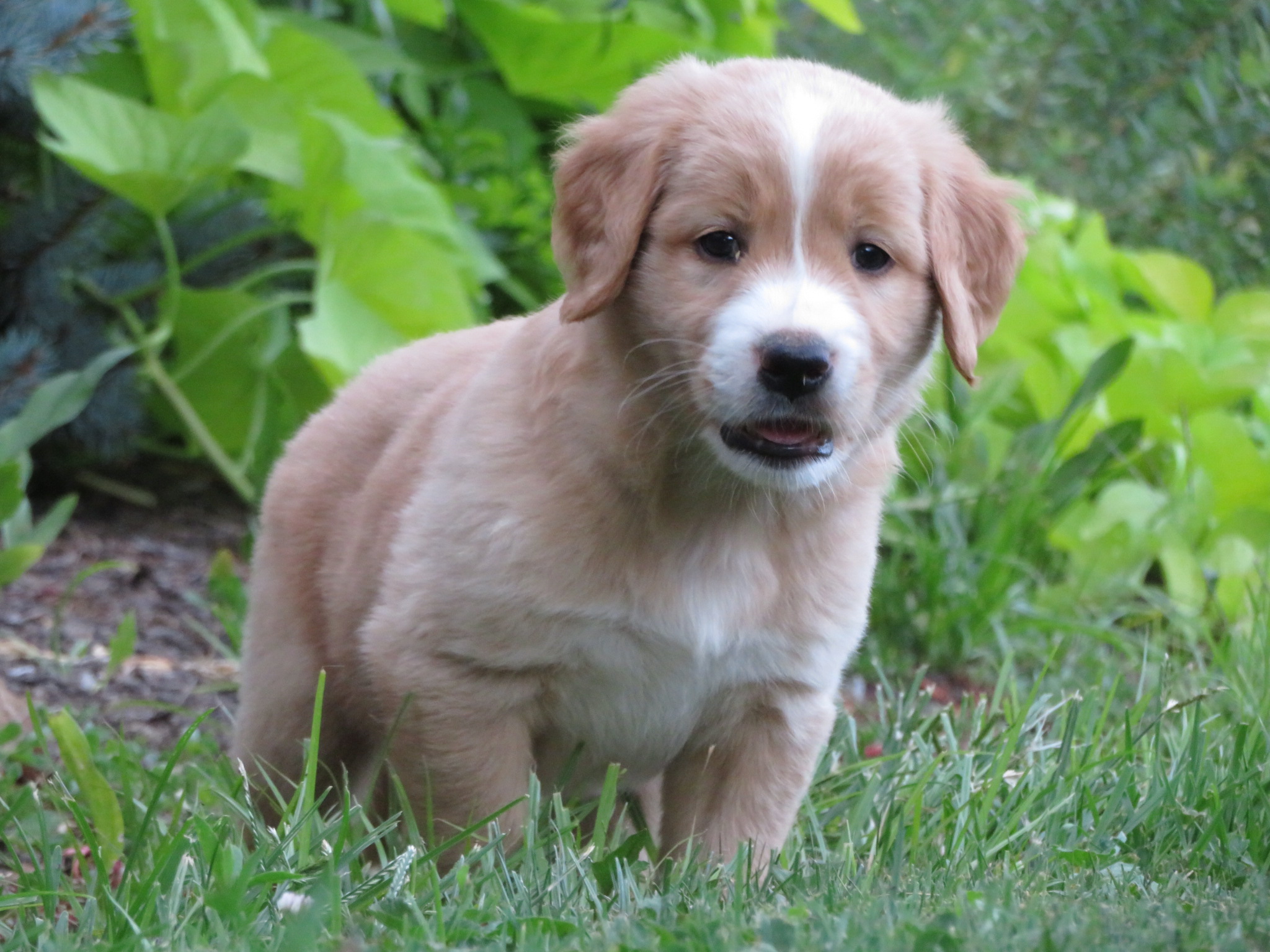 Greenfield Puppies Com - 7xvdy4j