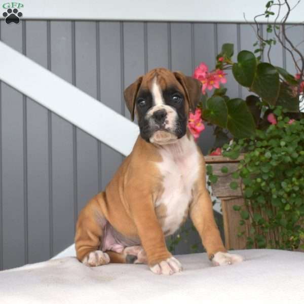 Ranger, Boxer Puppy