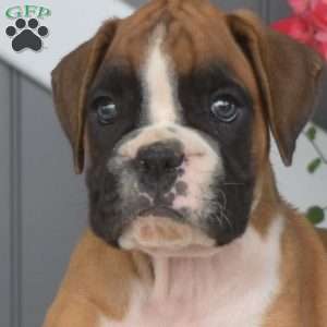 Ranger, Boxer Puppy