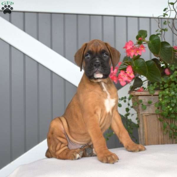 Romeo, Boxer Puppy