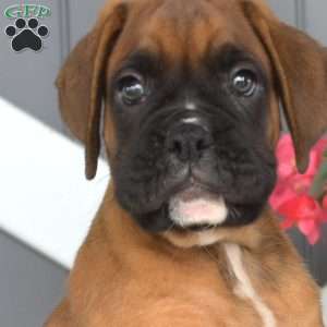 Romeo, Boxer Puppy