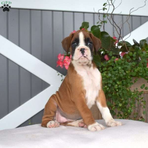 Roxy, Boxer Puppy