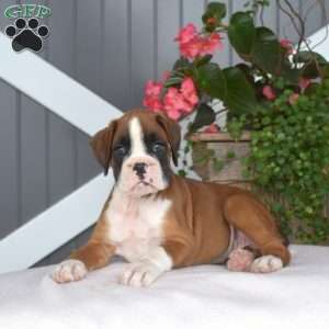 Roxy, Boxer Puppy
