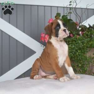 Roxy, Boxer Puppy