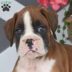 Roxy, Boxer Puppy