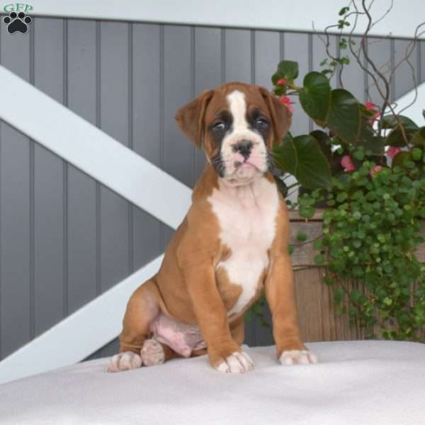 Rubble, Boxer Puppy