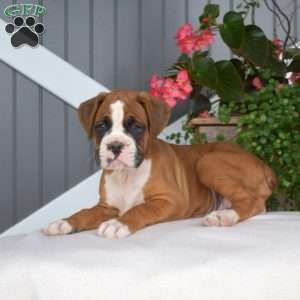 Rubble, Boxer Puppy