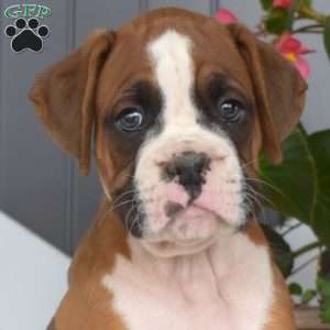 Rubble, Boxer Puppy