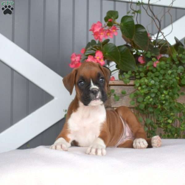 Ruby, Boxer Puppy