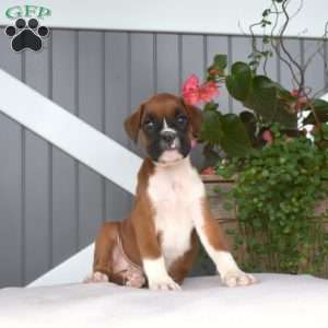 Ruby, Boxer Puppy