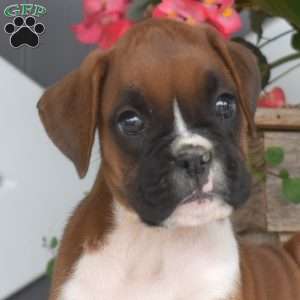 Ruby, Boxer Puppy