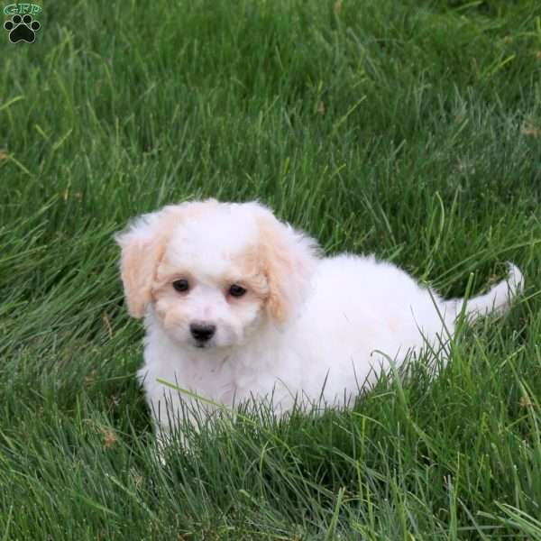 Tang, Bich-Poo Puppy