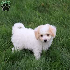 Tang, Bich-Poo Puppy