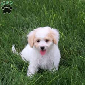 Tang, Bich-Poo Puppy