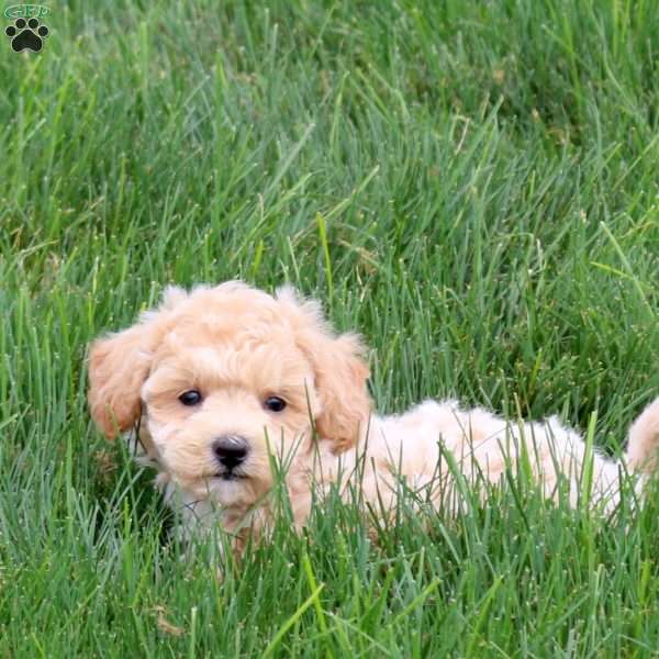 Tater, Bich-Poo Puppy