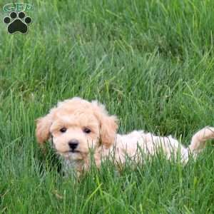 Tater, Bich-Poo Puppy