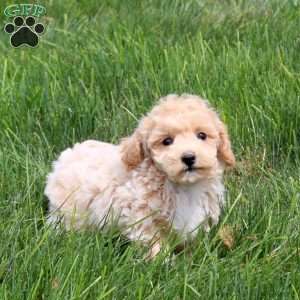 Tater, Bich-Poo Puppy