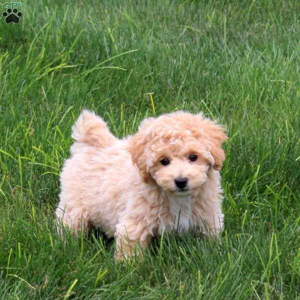 Twilight, Bich-Poo Puppy