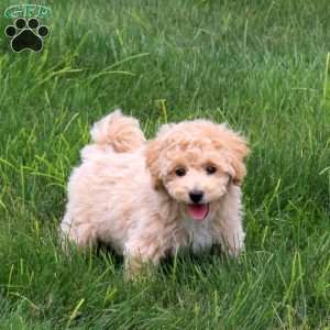 Twilight, Bich-Poo Puppy