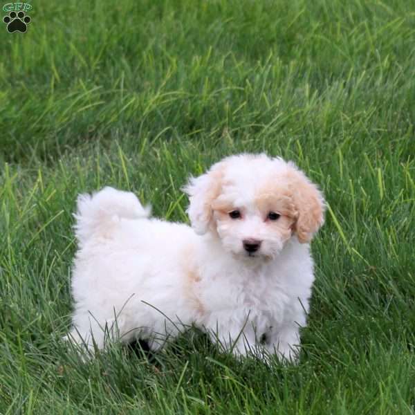 Twinkle, Bich-Poo Puppy