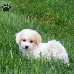 Twinkle, Bich-Poo Puppy