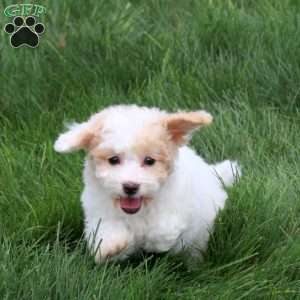 Twinkle, Bich-Poo Puppy