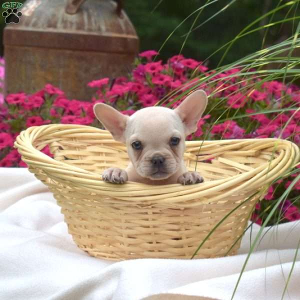 Victoria, French Bulldog Puppy