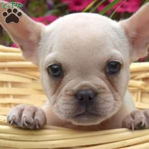 Victoria, French Bulldog Puppy