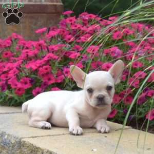 Victoria, French Bulldog Puppy