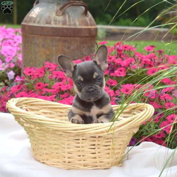 Viper, French Bulldog Puppy
