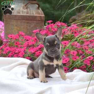 Viper, French Bulldog Puppy