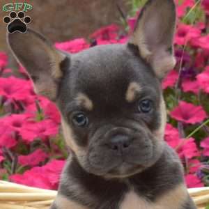 Viper, French Bulldog Puppy