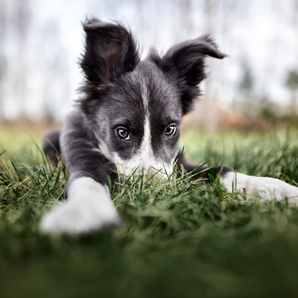 border collie puppy hiding its nose in the grass