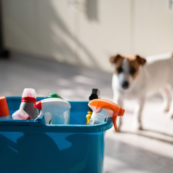 cleaning supplies and a jack russell terrier in the background