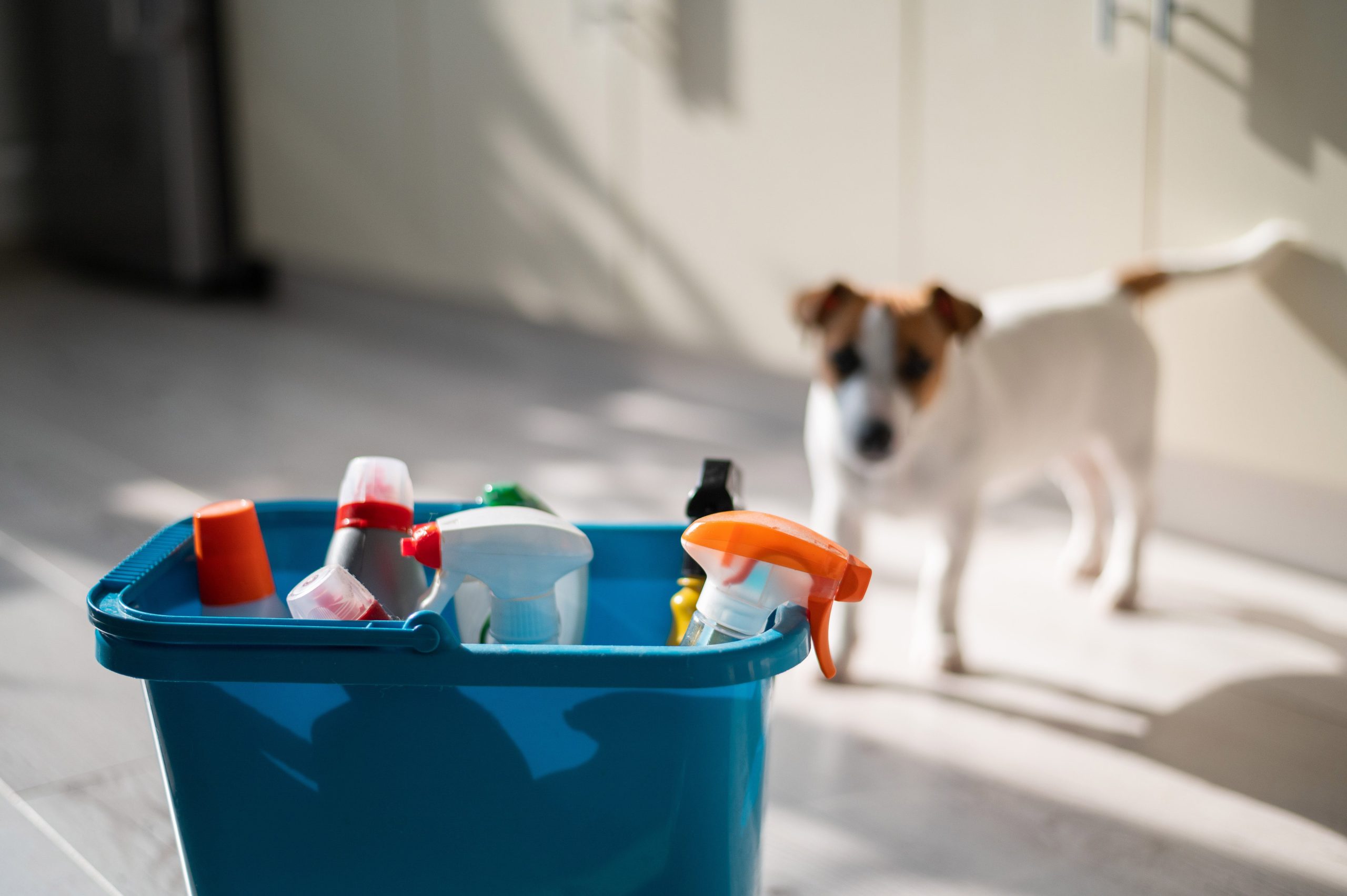 Cleaning supplies can be household dangers for dogs