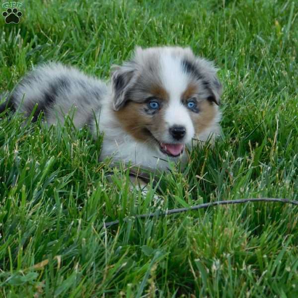 Daisy, Toy Australian Shepherd Puppy