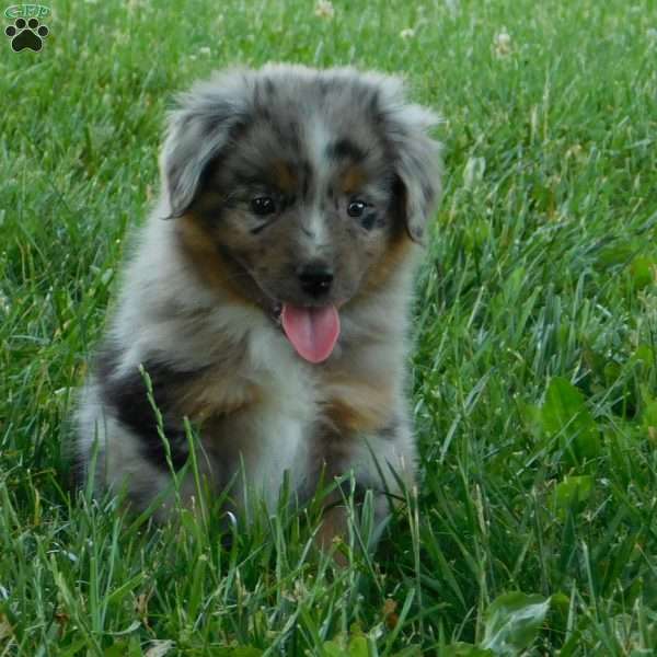 Dallas, Toy Australian Shepherd Puppy