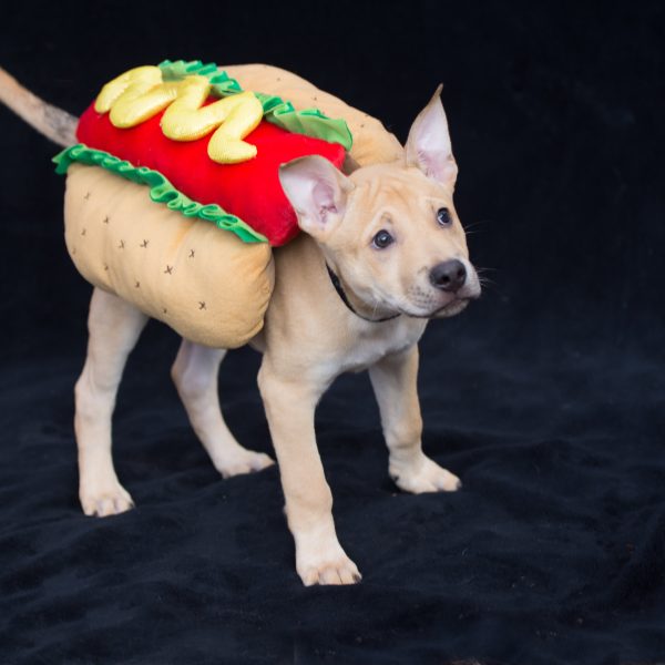 dog wearing a hot dog costume