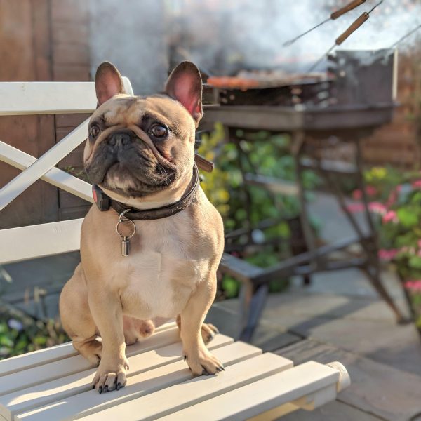 french bulldog sitting on a chair at a bbq