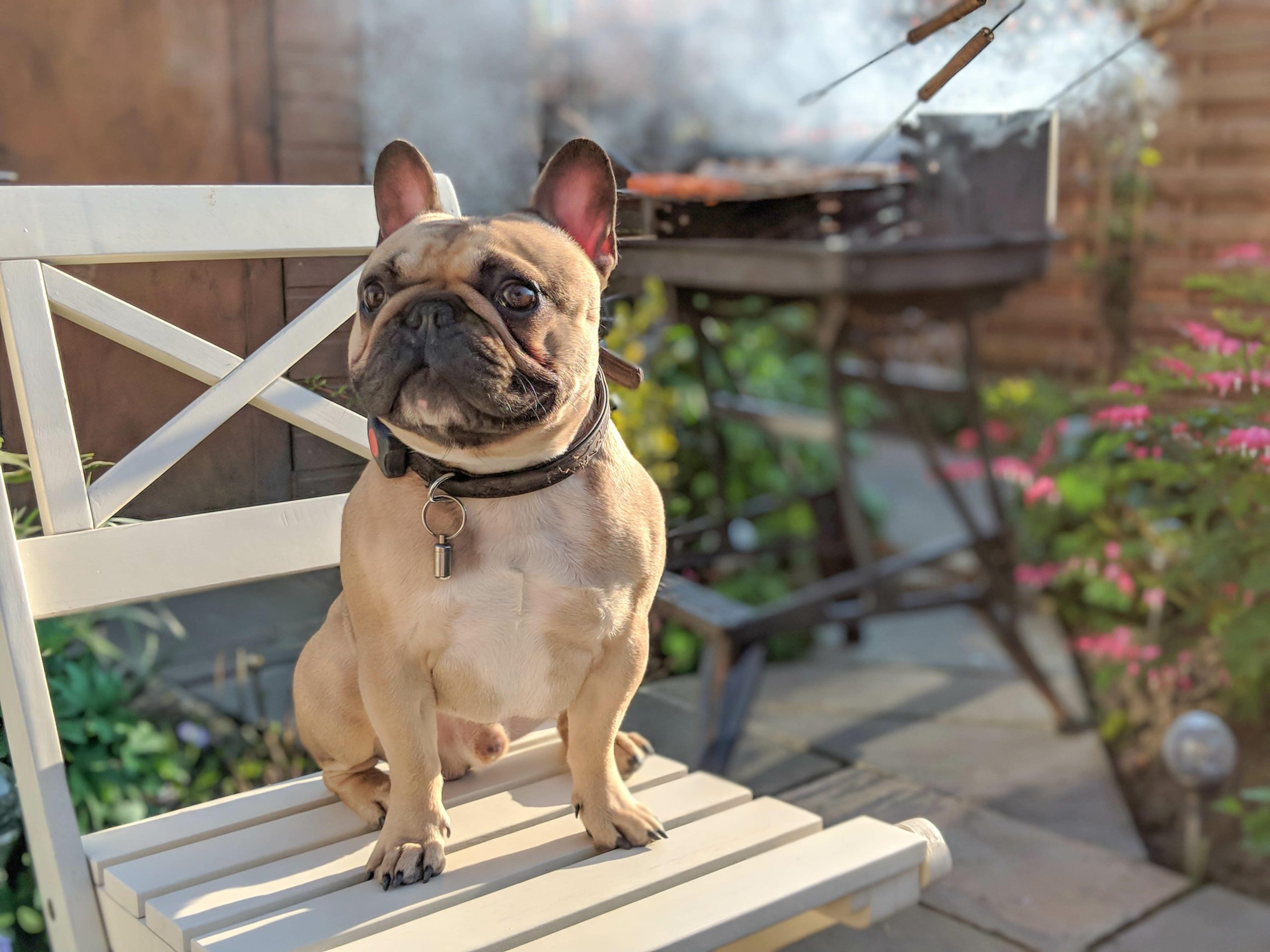 4 Summer BBQ Safety Tips for Dog Owners - Greenfield Puppies
