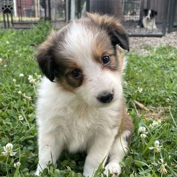 Sassy, Sheltie Mix Puppy