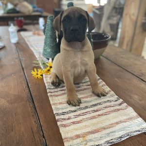 Amber Hess, View PuppiesView Puppies Breeder