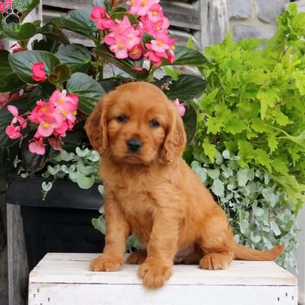 Arlo, Miniature Golden Retriever Puppy